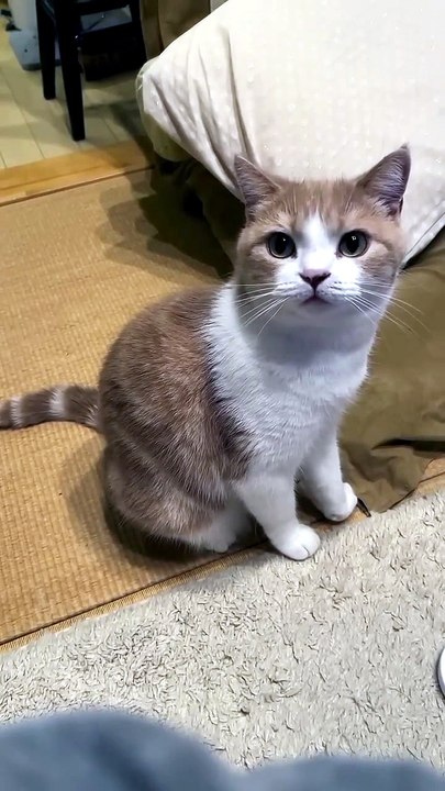 Cat meowing is cute