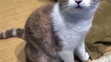 Cat meowing is cute