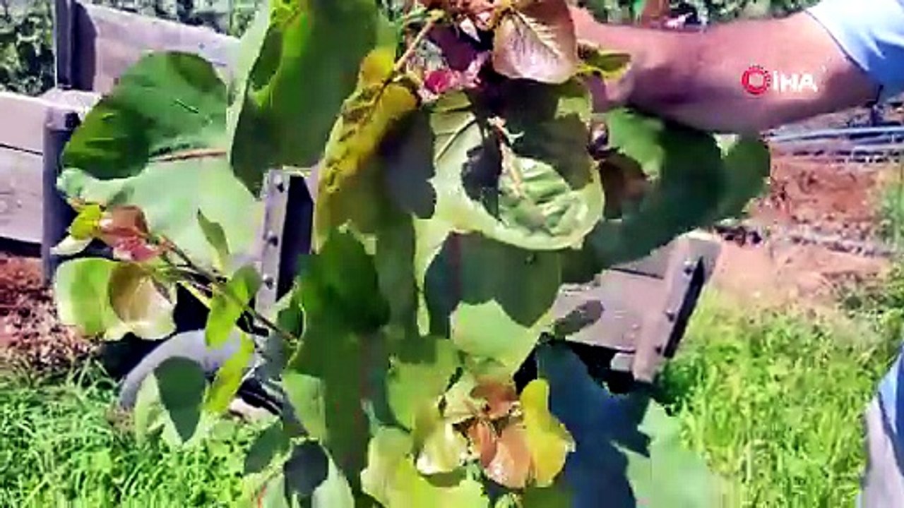 "Dron ile çeltik ilaçlaması" tartışması: "Mahsullerimiz yanıyor"