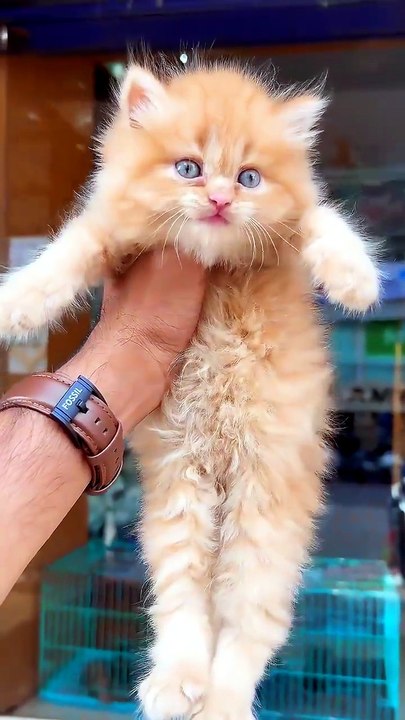 Cat sound _ Cat Voice _ Cat videos _ Persian cat _ Cats _ Kitten