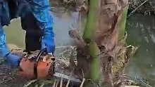 Baby Coconut Tree Dismantling Process