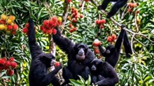 Monyet siamang