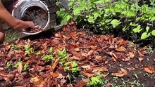 Last year I implemented something new in my garden, and I LOVED ITSo this year, leaf mulching wa