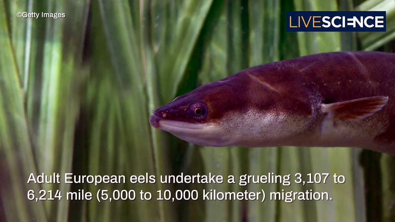 Where Do Eels Come From?