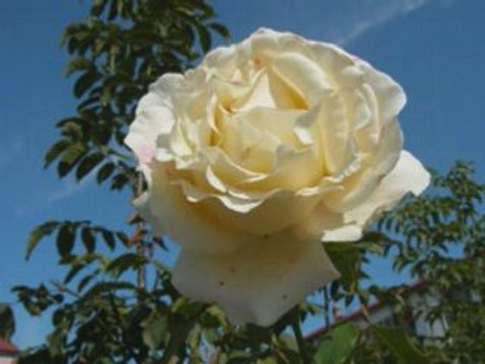 Mon amie la rose Natacha ATLAS