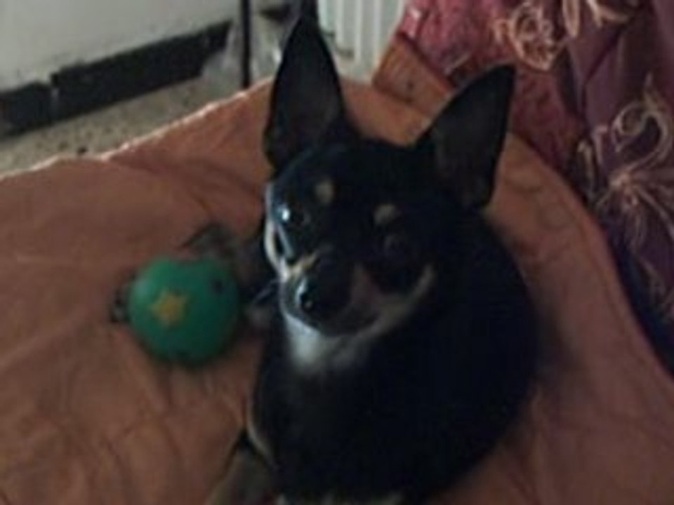 chico et Destiny