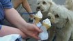 Dear Toronto #18 - Pride Toronto Ice Cream Puppies