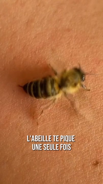 La vraie raison pour laquelle les abeilles meurent après avoir piqué 🐝