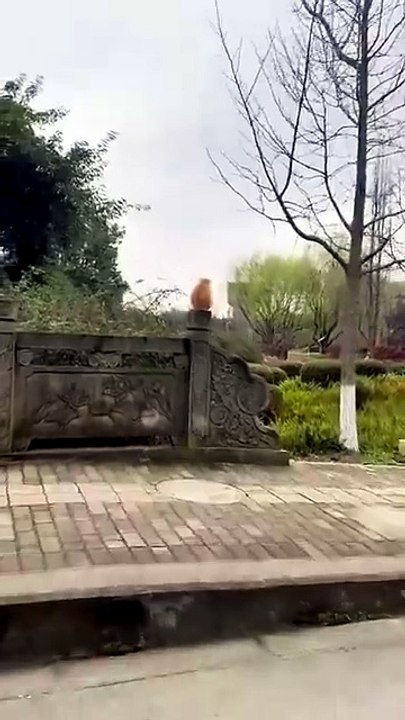 😾 Angry Cat Sitting on a Wall | Funniest Grumpy Cat Ever! 😂