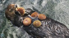 NUTRIA MARINA ─ ¡No te dejes engañar por su ternura!