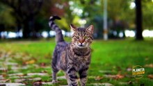 FELINOS: DO MENOR AO MAIOR PREDADOR DA FAMÍLIA DOS GATOS