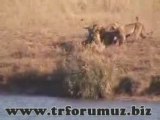 hayvanlar alemi bufalo surusu ve timsah