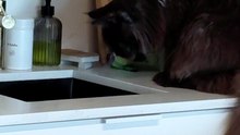 What can she see in the sink? :) #cats #funnycats #catlovers