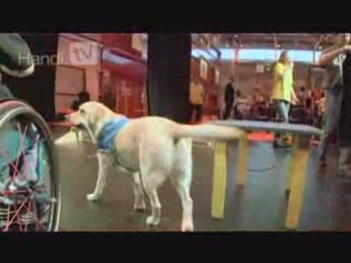 Un chien d'assistance : une autonomie retrouvée