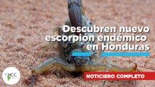 Descubren nuevo escorpión endémico en Honduras|878| 6 al 12 de julio de 2026