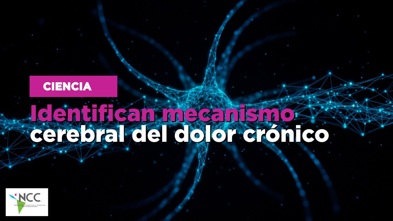 Identifican mecanismo cerebral del dolor crónico