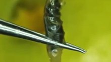 تفاح