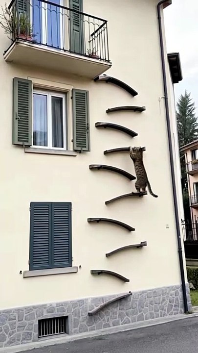 Appartements cat problems =solved