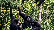 Siamang makan buah mangga