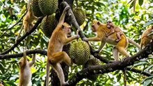 Monyet makan durian