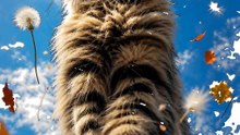 Autumn Cat Magic! 🍂🐱 (Cute Cat Moments)