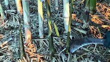 The amazing process of boiling bamboo shoots