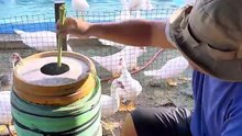 Useful Chickens/Ducks and Hens Feeding Methods