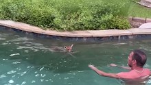 Man Jumps Into Pool to Rescue Baby Fawn 💕🦌#BabyFawn #DeerRescue #AnimalRescue #WildlifeRescue #RescueStory #AnimalLovers #KindnessMatters #Hope #Nature #Heartwarming #GoodNews #Compassion #YouTubeShorts #ViralShorts #SavingAnimals