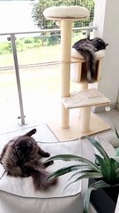 What else shall we need? We have each other :) #cats #funnycats #catlovers