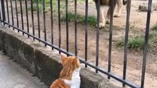 Cats are Aunts of Lions