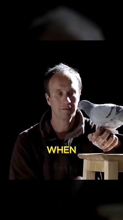 Why Owl is Silent Animal