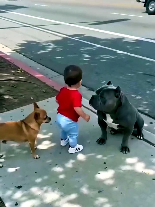 These kind dogs protecting the little ones 💕 I was so moved... 🥺
