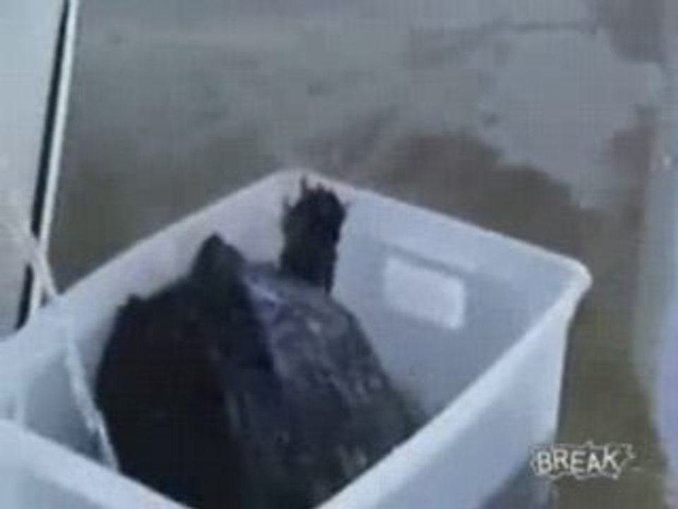 Snapping Turtle Nearly Bites Off Dudes Hand