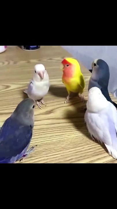 Parakeets Talking To Each Other 🗣️🐦