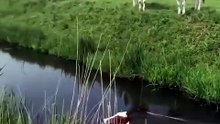 Swimming Cows Part 2