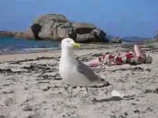 Bretagne, Trégastel, l'enfant et la mer