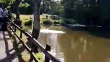 An RSPCA officer returns a female swan to her family in the Basins, Wellington, after vets removed a fishing hook from the bird's mouth.