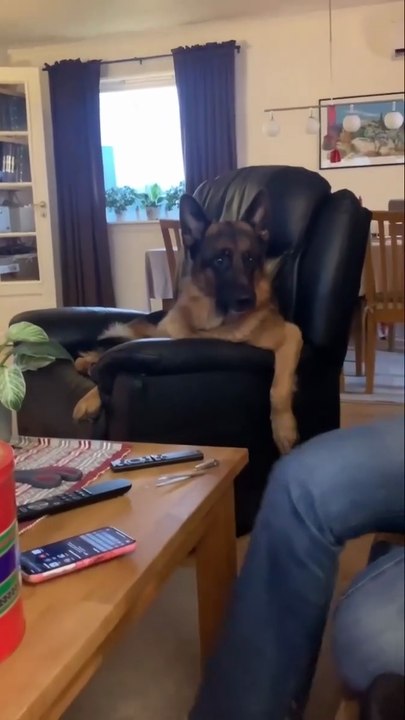 Funny German Shepherd dog🤣🤣🤣🤣🤣🤣🤣🤣🤣🤣🤣cute dog #fun#lovers#awsomegermanshepherds#folowme