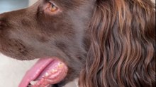 Dog sitter teases the beloved pet with half-sentences before finally revealing the 'Walk'