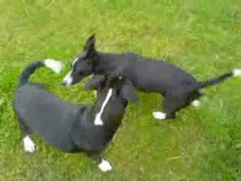 Sara & Pyttebabs
