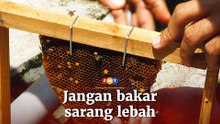 Lebah bukan ancaman, jangan bakar tapi hubungi pakar, kata aktivis