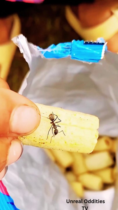 Kid Gets Bit by a Spider While Eating Chips! 😱🕷️ Funniest Reaction Ever 😂