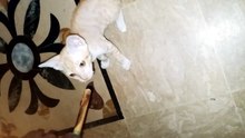 Kitten playing wonders