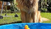 German Shepherd Dog and Baby Ducks #dog #germanshepherd #kingdomofawais
