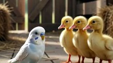 we only quack😂🦆🦜