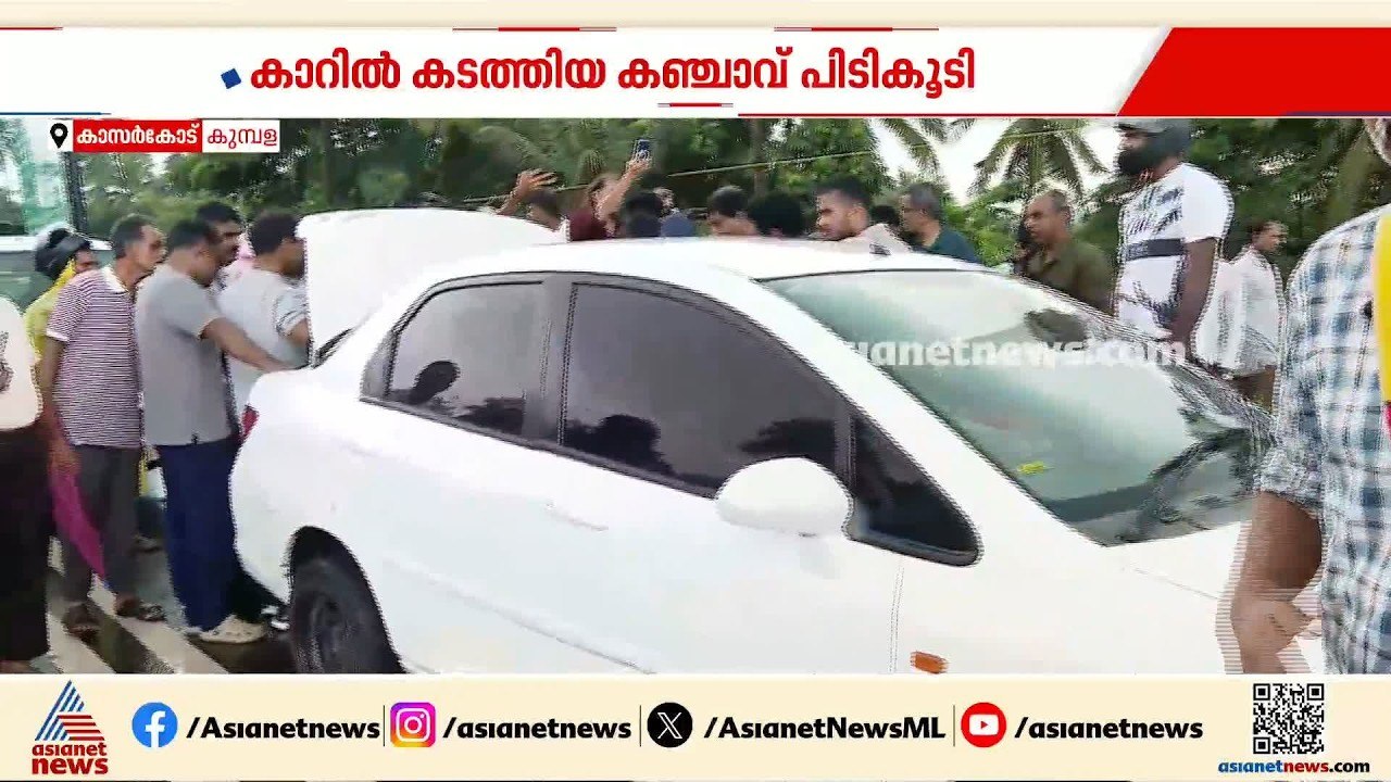 കുമ്പളയിൽ വൻ കഞ്ചാവ് വേട്ട; കാറിൽ കടത്തിയ 30 കിലോ കഞ്ചാവ് പിടിയിൽ | Kasaragod | Cannabis bust