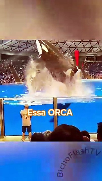 Louca? A verdade vai Emocionar #animais #natureza