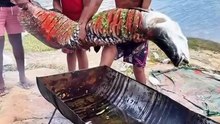 GIANT RIVER MONSTER Amazon Fish