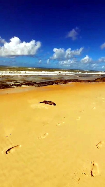 Lobo-marinho aparece vivo em Jequiá da Praia e chama a atenção