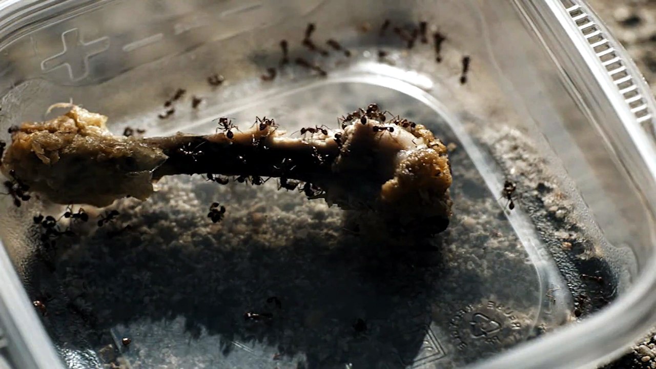 The.Seeding.2023.iTA.AC3.WebRip.1080p.x264-TBR
